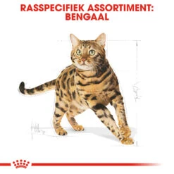 Royal Canin Bengal Adult Kattenvoer 2kg -Dierenwinkel Royal Canin Bengal Kat NL 3 1