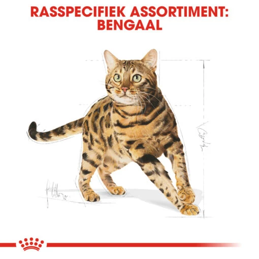 Royal Canin Bengal Adult Kattenvoer 10kg -Dierenwinkel Royal Canin Bengal Kat NL 3