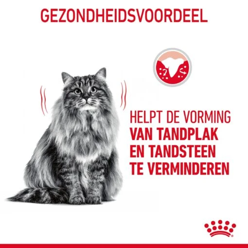 Royal Canin Dental Care Kattenvoer 8kg -Dierenwinkel Royal Canin Dental Care Kat NL 06 1