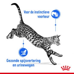 Royal Canin Indoor Sterilised In Jelly Kattenvoer 12x85g -Dierenwinkel Royal Canin Indoor Sterilised Jelly Kat NL 3