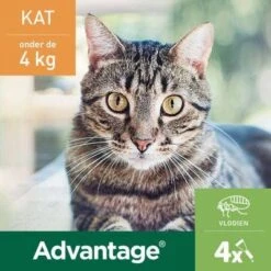 Advantage 2 X 4 Pipetten &#xC2, &#xAE, 40 Voor Katten Van Minder Dan 4 Kg Dubbelpak -Dierenwinkel advantage 2 x 4 pipetten en xc2 en xae 40 voor katten van minder dan 4 kg dubbelpak 108905