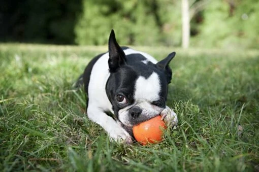 Zogoflex Jive - Large - Orange -Dierenwinkel file 239