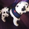 Puppia Soft Harness - S - Blauw -Dierenwinkel file 35