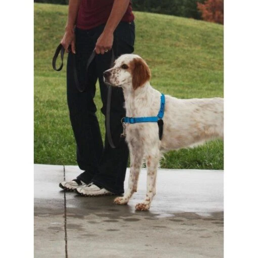 PetSafe Easywalk Hondenharnas Deluxe - Blauw - S -Dierenwinkel file 39