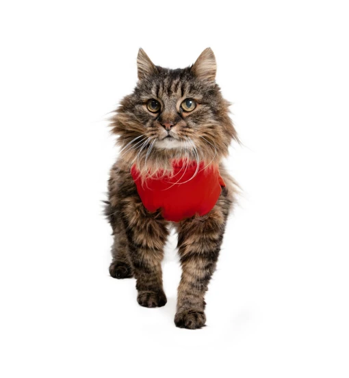 Medical Pet Shirt (Kat / Rood) -Dierenwinkel medical pet shirt 1