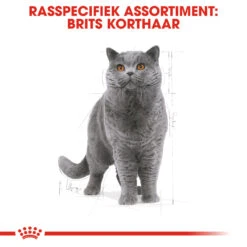 Royal Canin British Shorthair 34 - Kattenvoer - 4kg -Dierenwinkel rc fbn britishsh cv eretailkit 1 nl nl 1