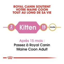 Royal Canin Maine Coon Kitten Kat 10kg -Dierenwinkel royal canin maine coon kitten maine coon kitten 4