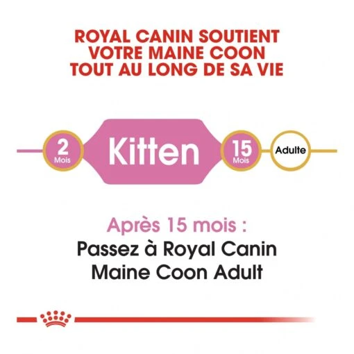 Royal Canin Maine Coon Kitten Kat 10kg -Dierenwinkel royal canin maine coon kitten maine coon kitten 4