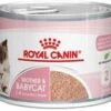 Royal Canin Mother & Babycat Mousse 12 X 195 G -Dierenwinkel royal canin mother en babycat mousse 12 x 195 g 16209